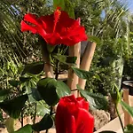 Casa Di L'ortu Bed & Breakfast Ajaccio (Corsica)