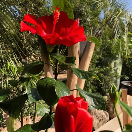 Casa Di L'ortu Bed & Breakfast Ajaccio (Corsica)